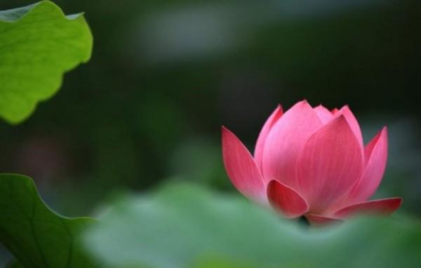 Pháp không mạt, mạt ở lòng người