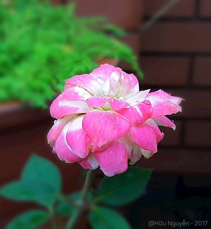 (Ảnh: Hữu Nguyễn)