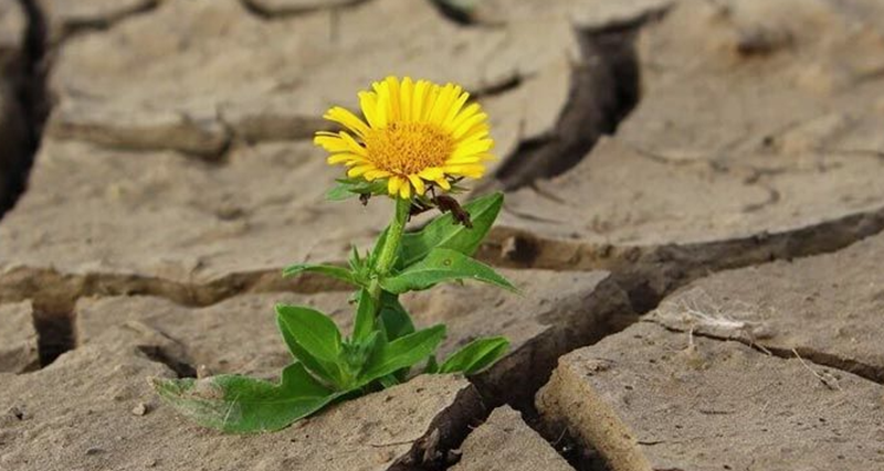 H&igrave;nh ảnh chỉ mang t&iacute;nh chất minh hoạ (sưu tầm).