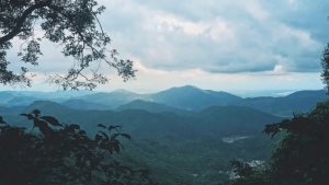 Lênh đênh phận bạc rong rêu