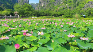 Mùa sen giữa lòng Hà Nội