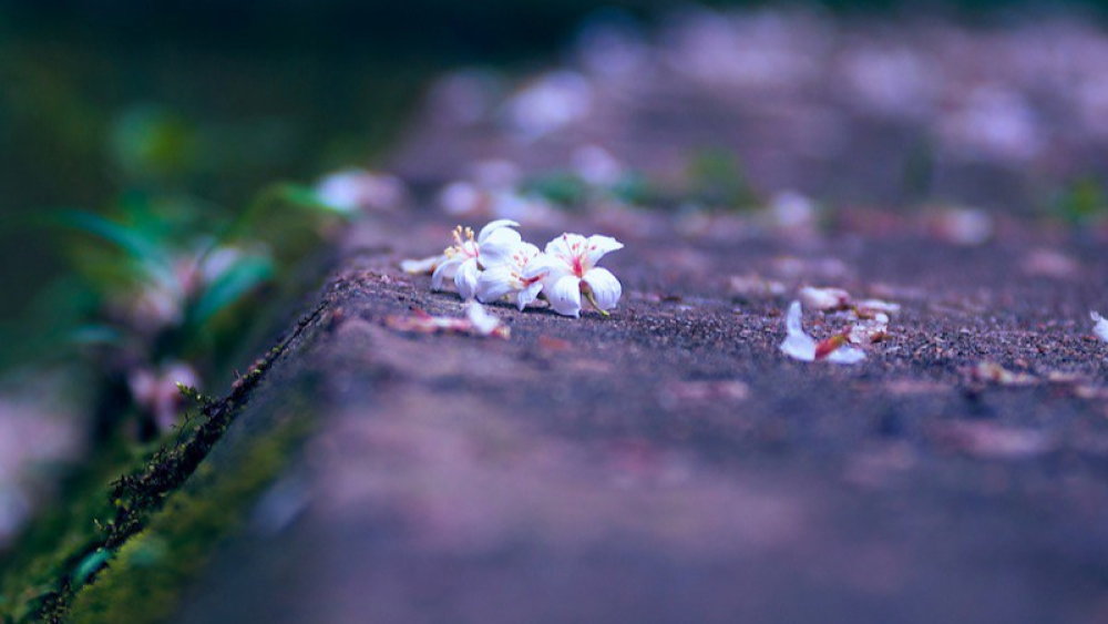 Hoa rơi là hoa thật