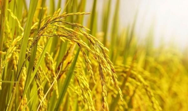 "Lúa chín cúi đầu" và những khác biệt trong cách hiểu văn hóa