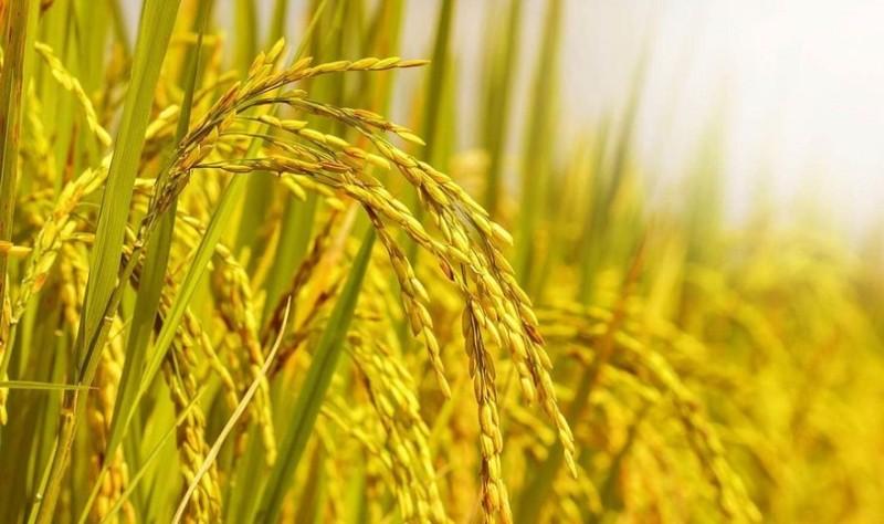 "Lúa chín cúi đầu" và những khác biệt trong cách hiểu văn hóa