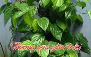 Thương quá giàn trầu