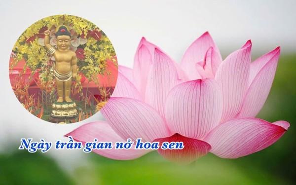 Ngày trần gian nở hoa sen