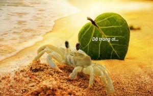 Dã tràng ơi