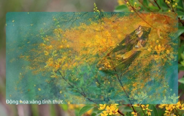 Động hoa vàng tỉnh thức