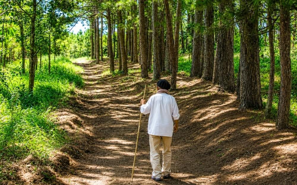 Đồi thông Phương Bối và mạch hành trình tiếp nối