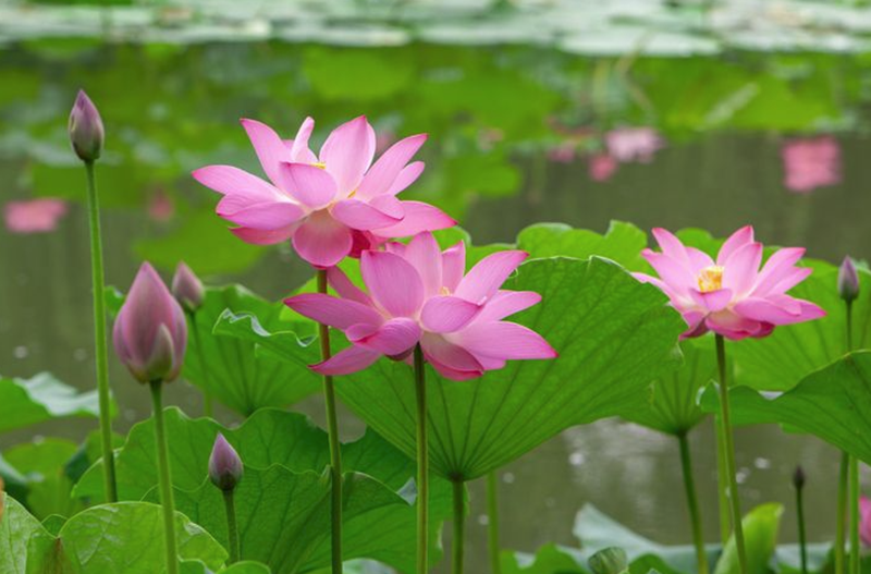 Ảnh sưu tầm.