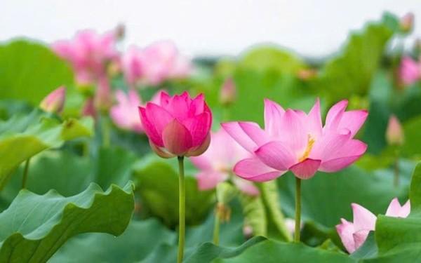 Sen nở mùa an cư