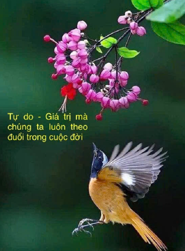 Ảnh t&aacute;c giả cung cấp.